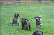wye niemiecki, spinone italiano