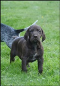 wye niemiecki, spinone italiano