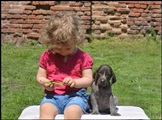 wye niemiecki, spinone italiano