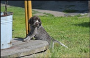 wye niemiecki, spinone italiano