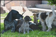 wye niemiecki, spinone italiano