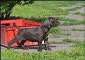 wye niemiecki, spinone italiano