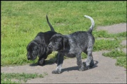 wye niemiecki, spinone italiano