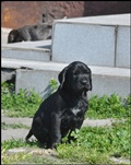 wye niemiecki, spinone italiano