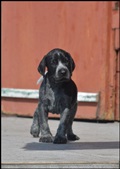 wye niemiecki, spinone italiano