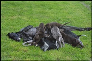 wye niemiecki, spinone italiano
