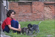 wye niemiecki, spinone italiano