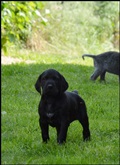 wye niemiecki, spinone italiano