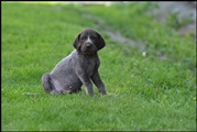 wye niemiecki, spinone italiano