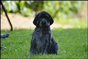 wye niemiecki, spinone italiano