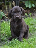 wye niemiecki, spinone italiano