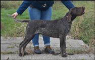 wye niemiecki, spinone italiano