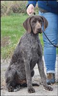wye niemiecki, spinone italiano