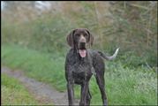 wye niemiecki, spinone italiano