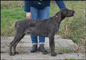 wye niemiecki, spinone italiano
