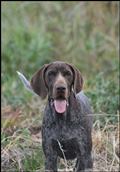 wye niemiecki, spinone italiano
