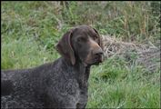 wye niemiecki, spinone italiano