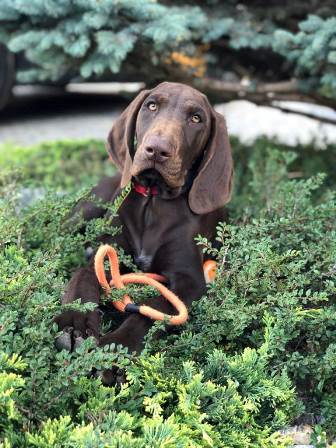 wye niemiecki, spinone italiano