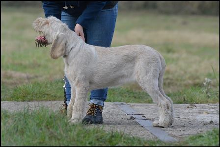 wye niemiecki, spinone italiano