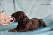 wye niemiecki, spinone italiano