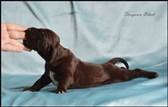 wye niemiecki, spinone italiano