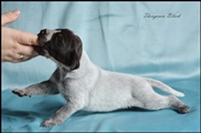 wye niemiecki, spinone italiano