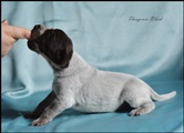 wye niemiecki, spinone italiano
