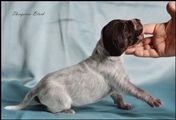 wye niemiecki, spinone italiano