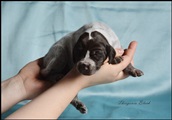 wye niemiecki, spinone italiano