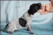 wye niemiecki, spinone italiano