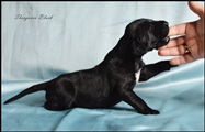 wye niemiecki, spinone italiano
