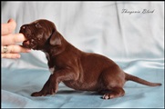 wye niemiecki, spinone italiano