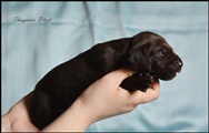 wye niemiecki, spinone italiano