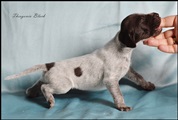 wye niemiecki, spinone italiano