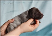 wye niemiecki, spinone italiano