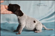wye niemiecki, spinone italiano