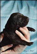 wye niemiecki, spinone italiano