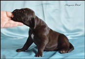 wye niemiecki, spinone italiano