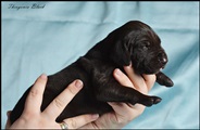 wye niemiecki, spinone italiano