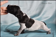 wye niemiecki, spinone italiano