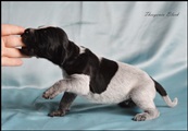wye niemiecki, spinone italiano