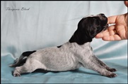 wye niemiecki, spinone italiano