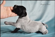 wye niemiecki, spinone italiano