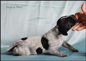 wye niemiecki, spinone italiano