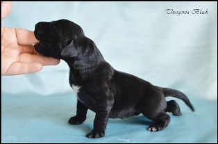 wye niemiecki, spinone italiano