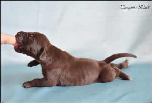 wye niemiecki, spinone italiano