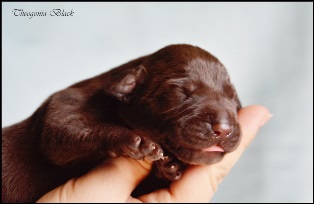 wye niemiecki, spinone italiano