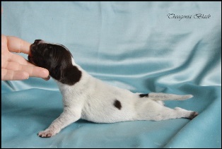 wye niemiecki, spinone italiano