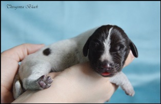 wye niemiecki, spinone italiano