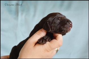 wye niemiecki, spinone italiano